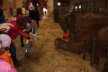 Besuch Kamelfarm